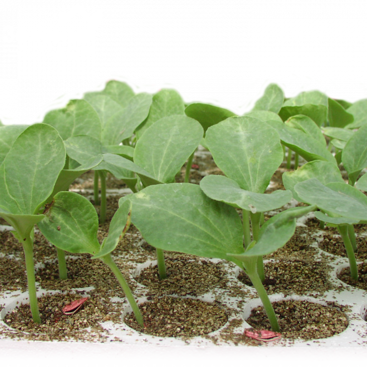 Тітан F1 / Titan F1,50-55 днів фото 1