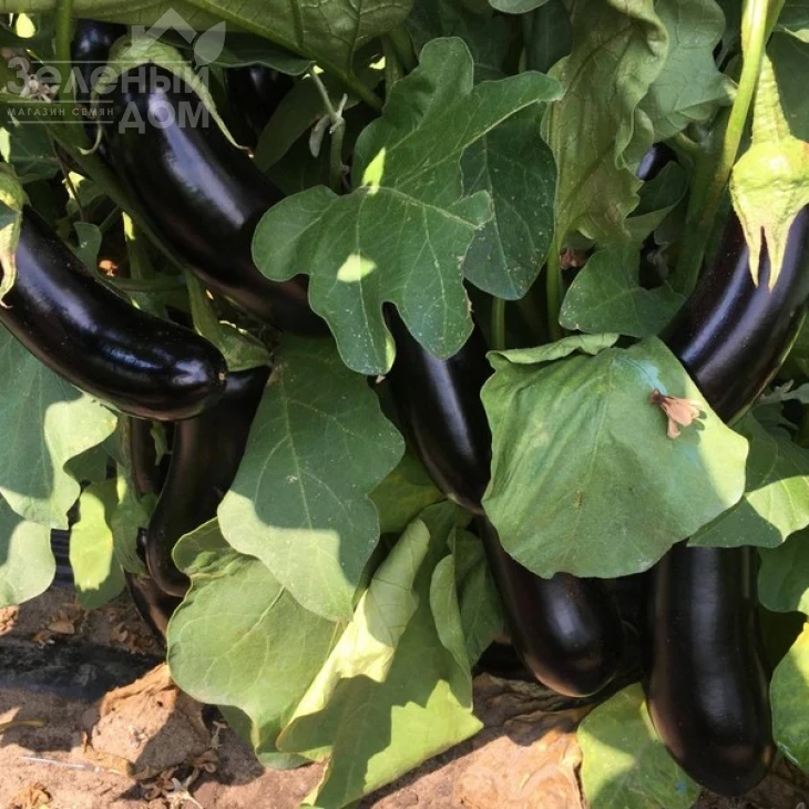 Казимир F1 / Casimir F1,55-60 дней фото 3