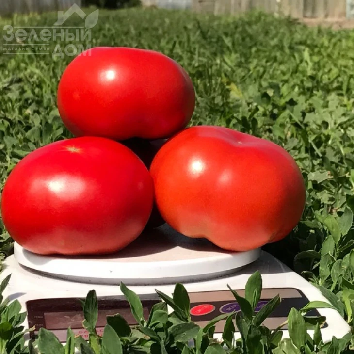 Оазис F1 / Oazis F1,67-70 дней фото 6