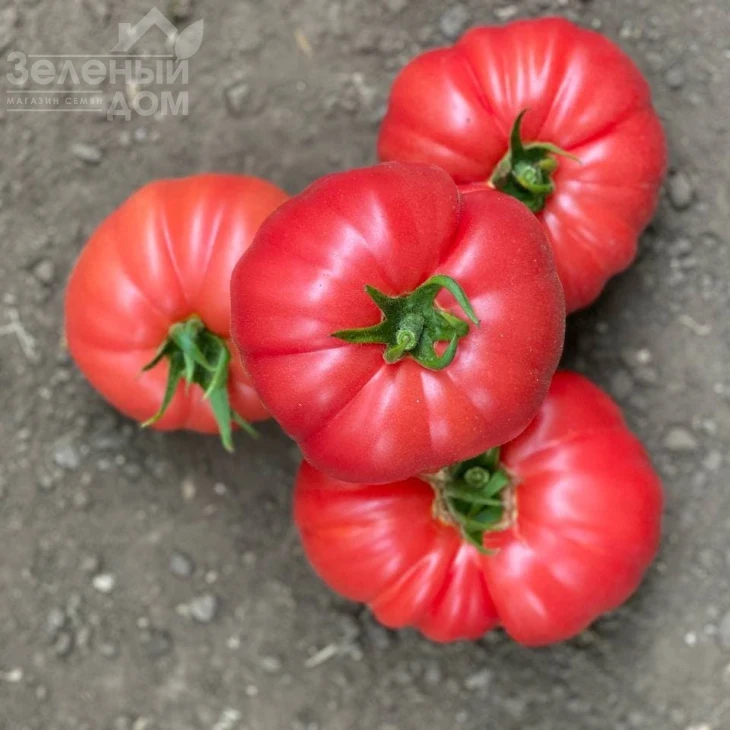 Сонароза F1 / Sonaroza F1 фото 6