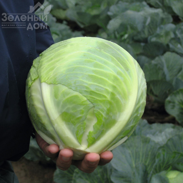 Ріекшн F1 / Reaction F1,118-120 днів фото 1