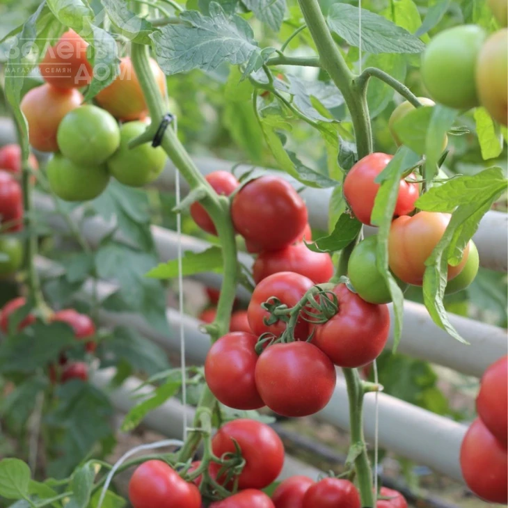 Пинк Шайн F1 / Pink Shine F1,110-120 дней фото 1