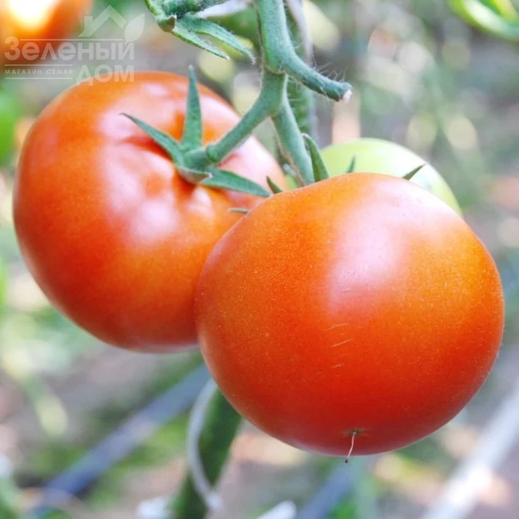 Лезафорта F1 / Lezaforta F1,95-100 дней фото 1