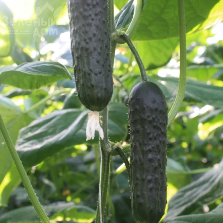 ТС 17-0311 F1 / TS 17-0311 F1 фото 1