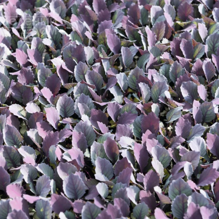 Примьеро F1 / Primero F1,78 дней фото 2