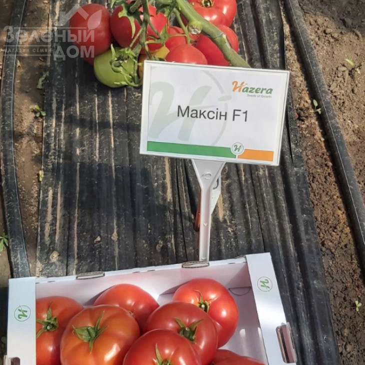 Максін F1 (27614) / Macsin F1 (27614),95-105 днів фото 2
