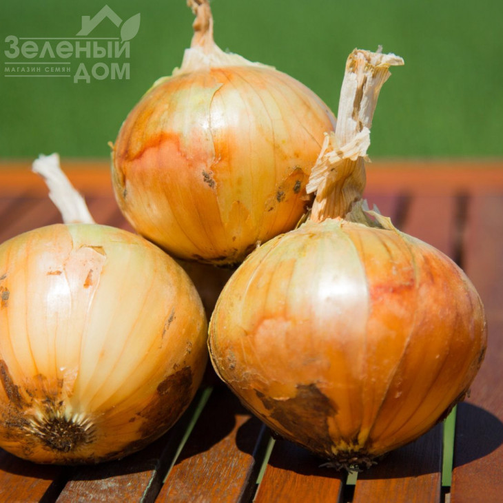 Вольф F1 / Wolf F1,260-280 днів фото 1