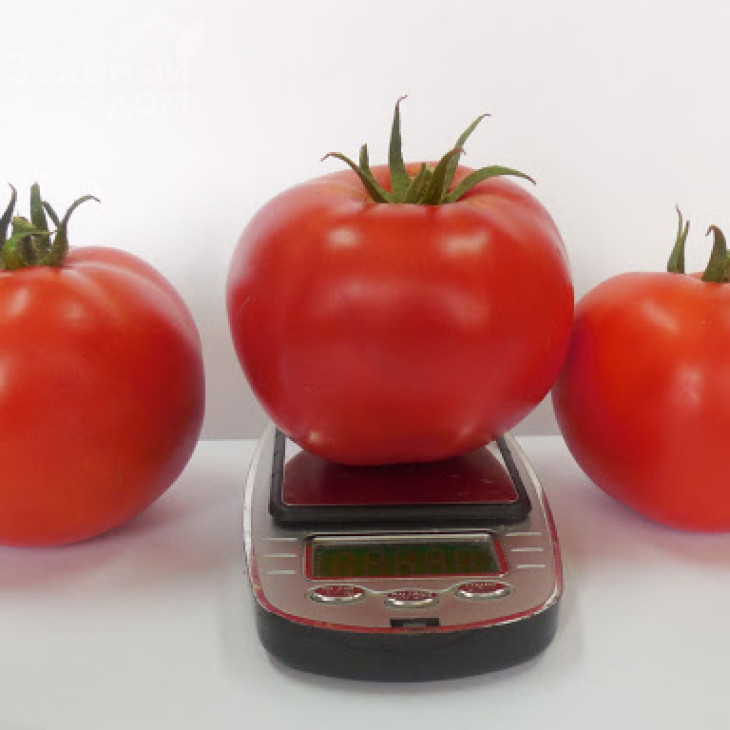 Акела F1 / Akela F1,60-65 днів фото 1