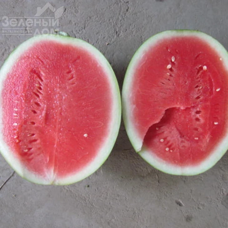 ЛС 1552 F1 / LS 1552 F1,70-75 дней фото 3