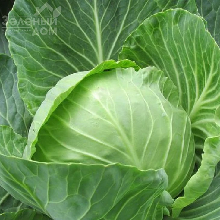 Павло F1 / Pavlo F1,125 дней фото 1