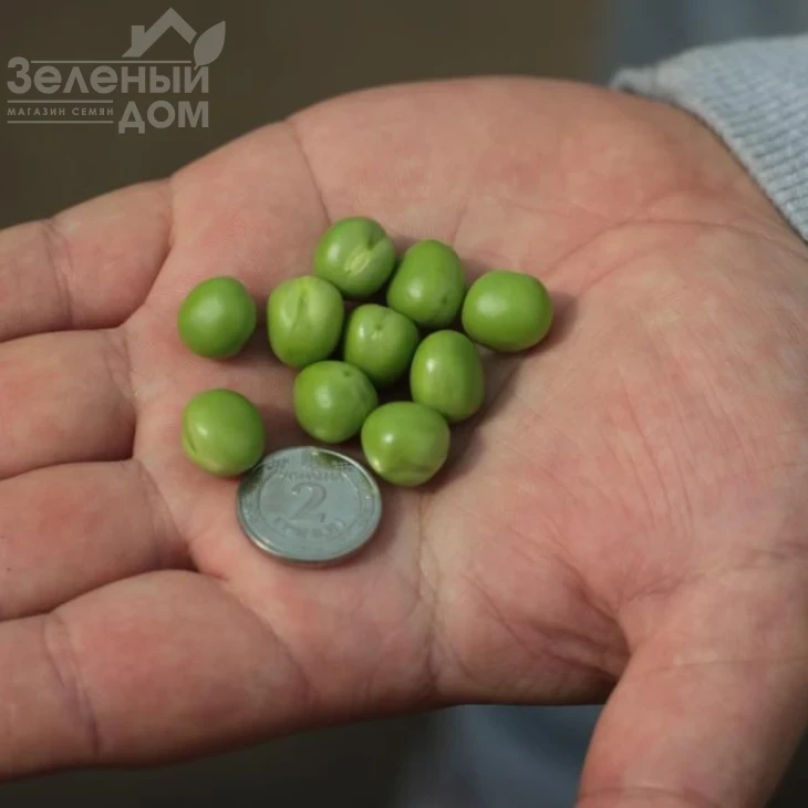 Роялсайз / Royalsayz фото 10