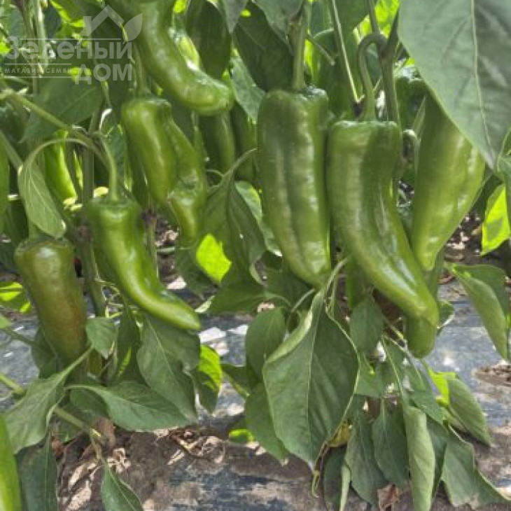 Конік F1 / Konik F1, 60 днів фото 2