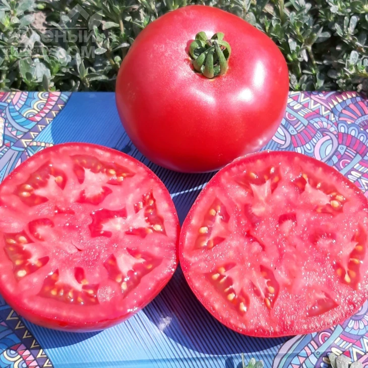 Альма (ЕЗ 2104) F1 / Alma (EZ 2104) F1, 62-65 дней фото 2