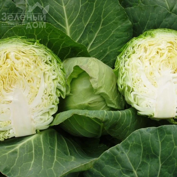 Оракл F1 / Oracle F1,55 дней фото 7