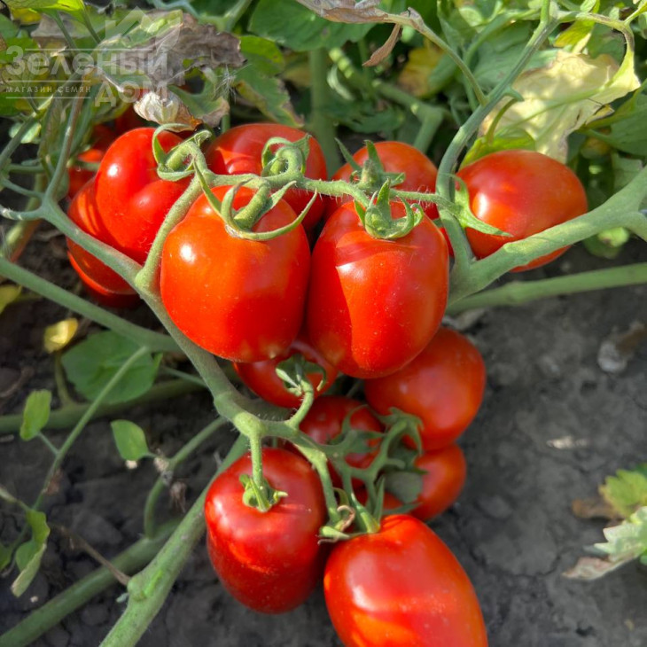 Олівенза F1 / Olivenza F1,120 днів фото 4