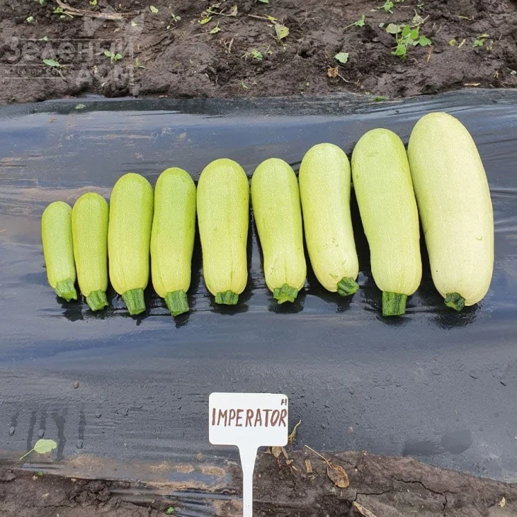 Император F1 / Imperator F1, 32-37 дней фото 3