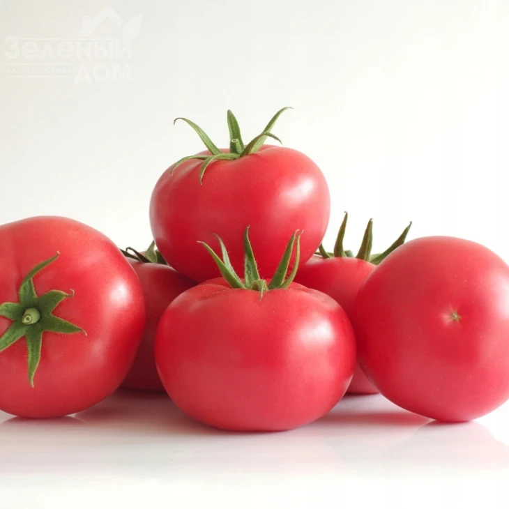 Манистелла F1 (3626) / Manistella F1 (3626) фото 1