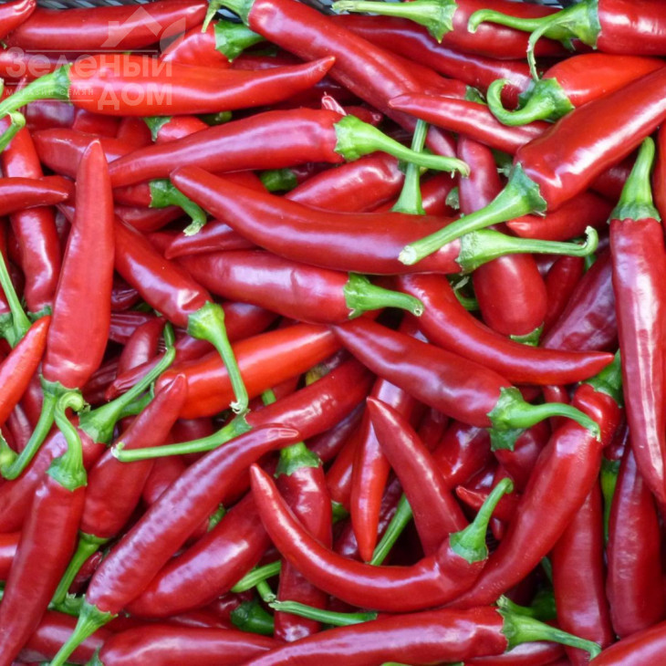 Палоташ F1 / Palotash F1, 95-110 днів фото 2