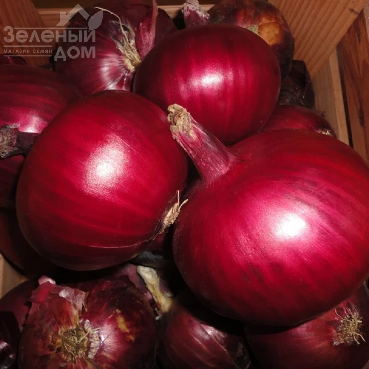 Монастрел F1 / Monastrell F1,90-95 дней фото 2