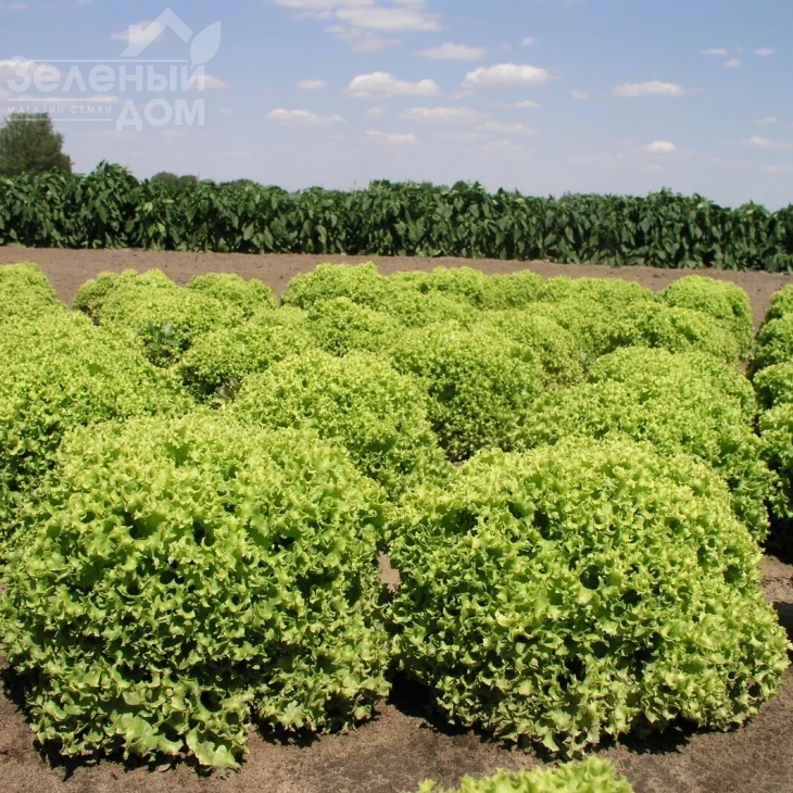 Оникс F1 / Onyx F1,65-70 дней фото 1