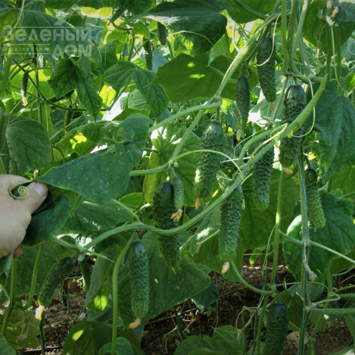 Зорак F1 / Zorak F1 фото 1