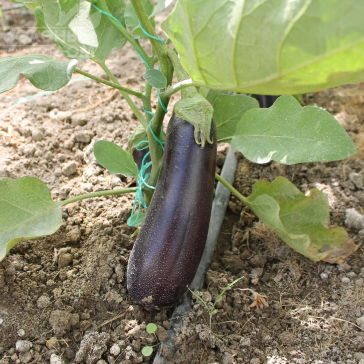 Эльдорадо F1 / Eldorado F1, 60-65 дней фото 6