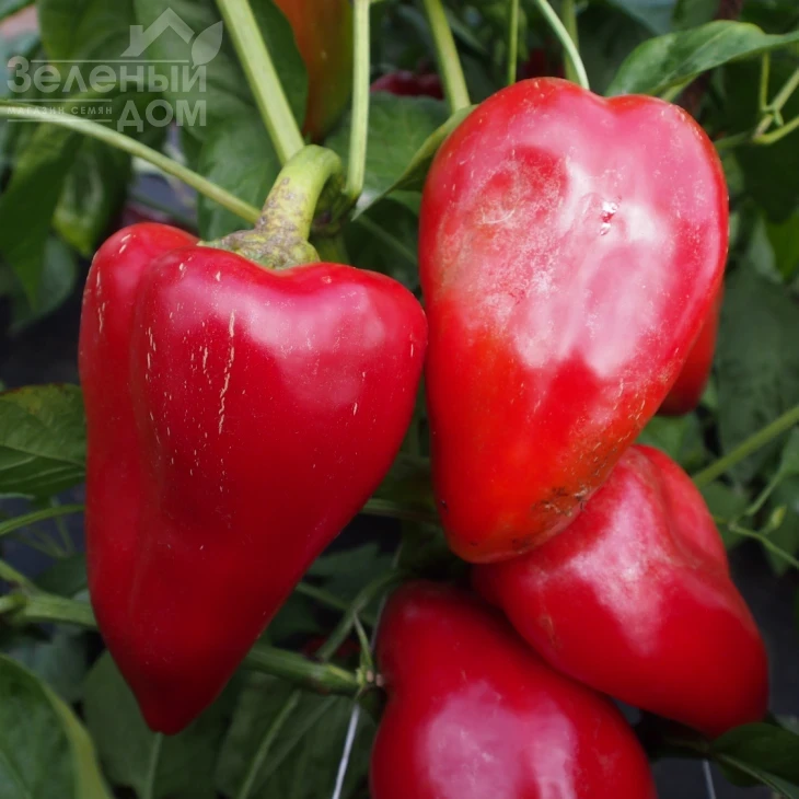 Сандра / Sandra фото 1