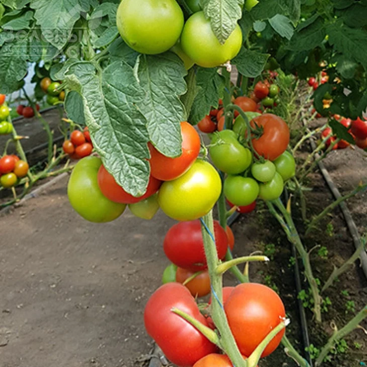 Этерей F1 / Eterey F1 фото 1