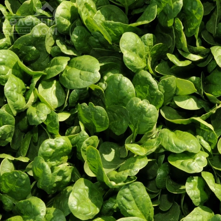 Юкон F1 / Yukon F1 фото 2