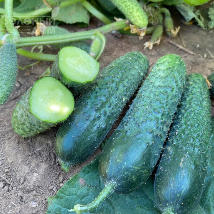 Рубинштейн F1 / Rubinstein F1 фото 4