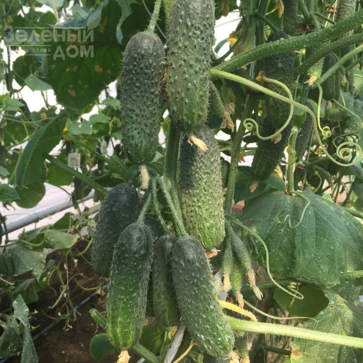 Ромара F1 / Romara F1 фото 4