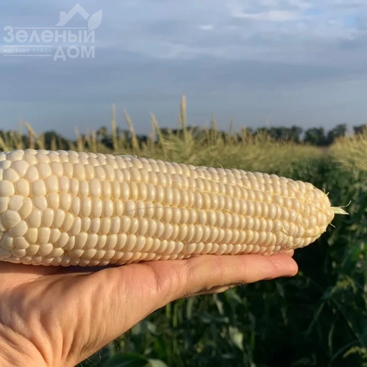 Николь F1 / Nicole F1, 70-72 дня фото 2