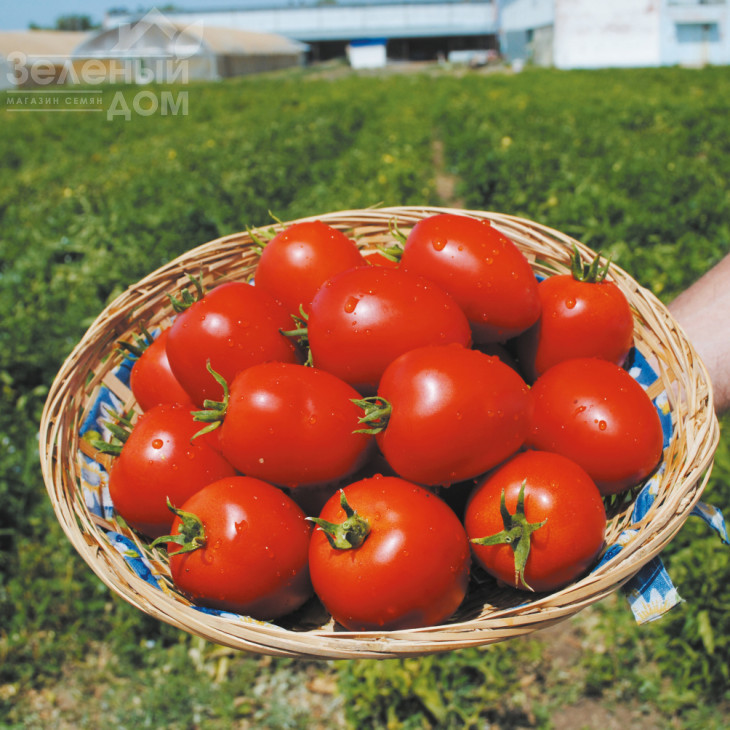 Наміб F1 / Namib F1,55-60 днів фото 2