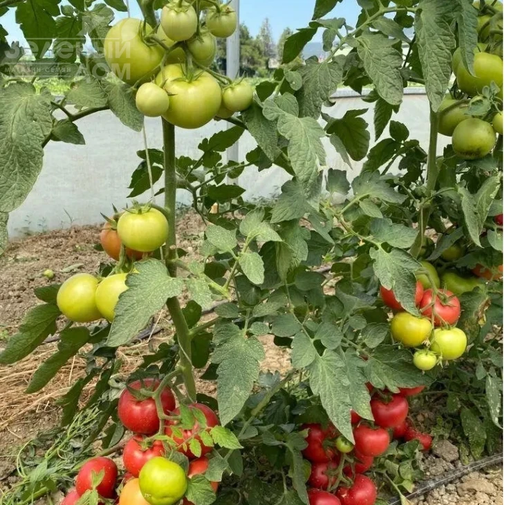 Бурпинк F1 / Burpink F1 фото 1