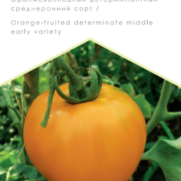 Хурма / Hurma, 100-105 дней фото 1