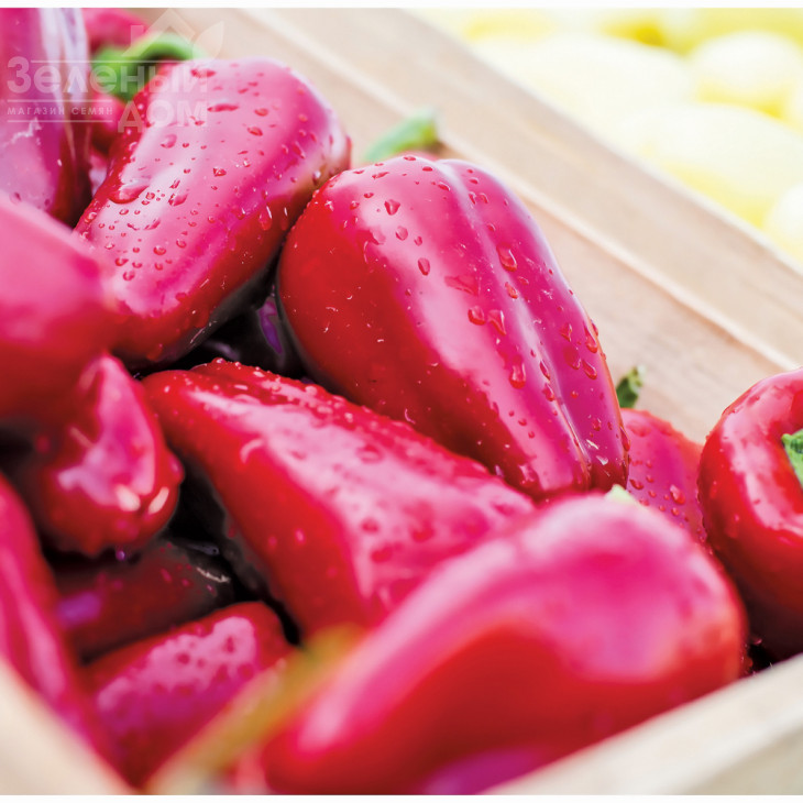 Любов F1 / Lubov F1,70-75 днів фото 1