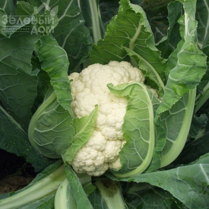 Авізо F1 / Aviso F1,70-75 днів  фото 2