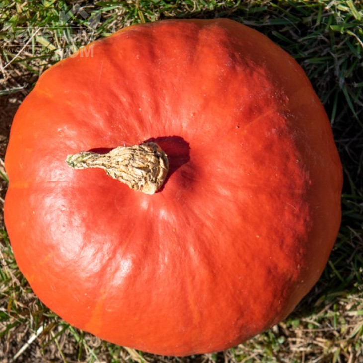 Кенжі Курі F1 / Kenji Kuri F1 фото 1