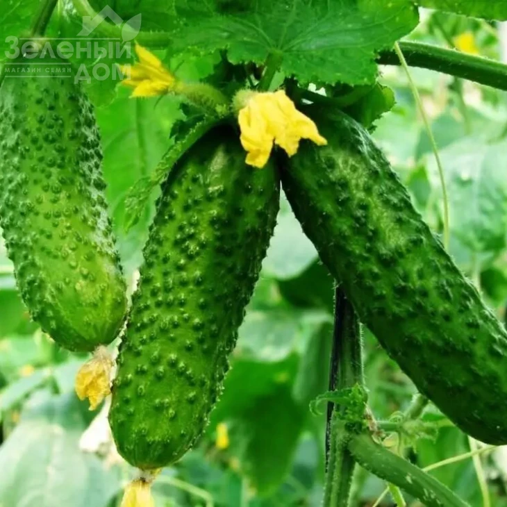 Анника F1 / Annika F1 фото 1