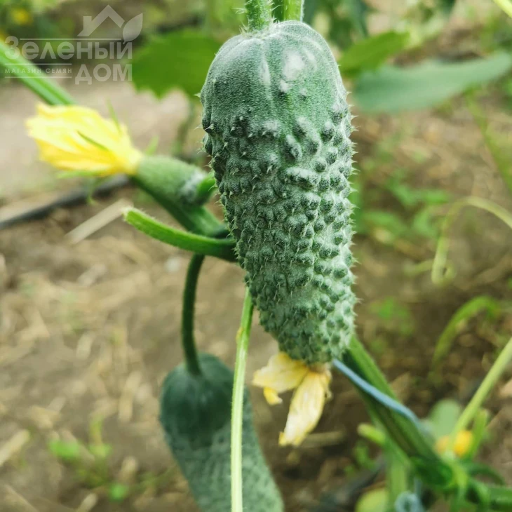 Брутус F1 / Brutus F1,35-37 дней фото 1