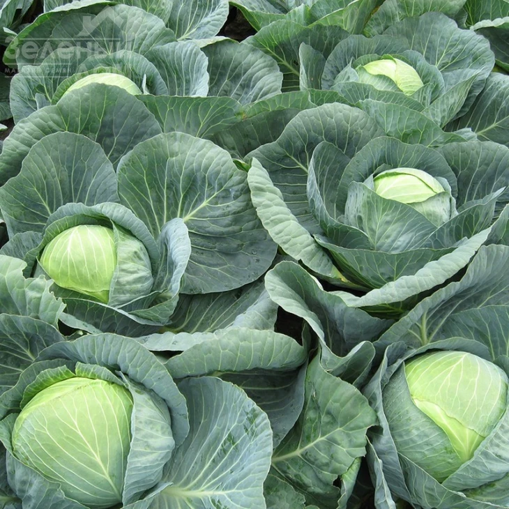 Центурион F1 / Centurion F1,100-110 дней фото 1