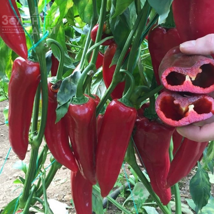 Армагеддон F1 / Armageddon F1 фото 3