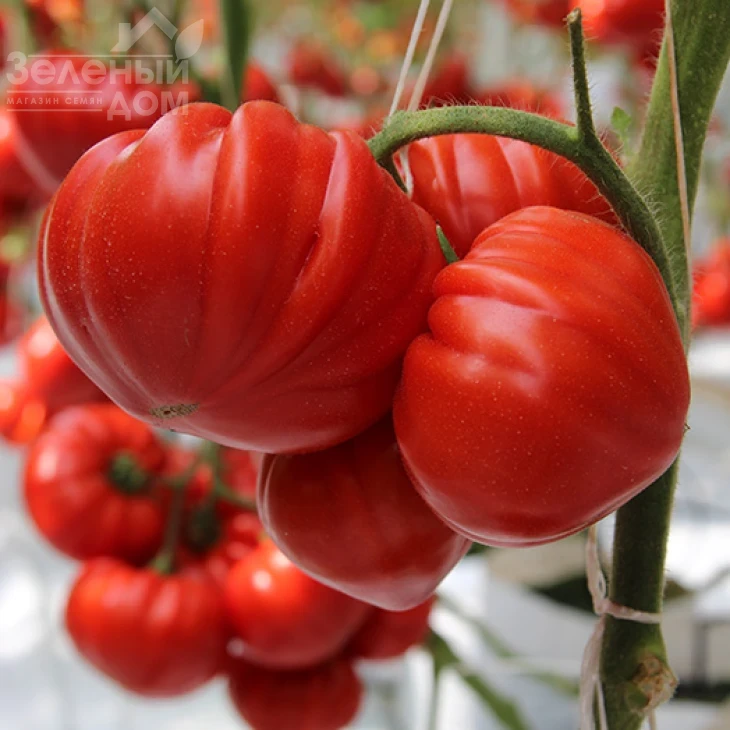 Сарра F1 / Sarra F1,60-65 дней фото 1