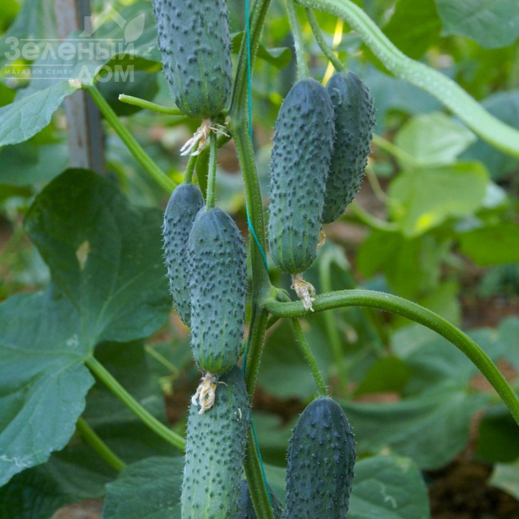 Дерія F1 / Derya F1,45 днів фото 1