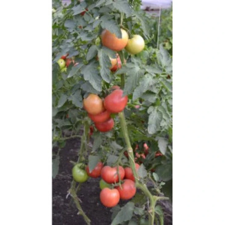 ТС 02-0857 F1 / ТS 02-0857 F1 фото 2