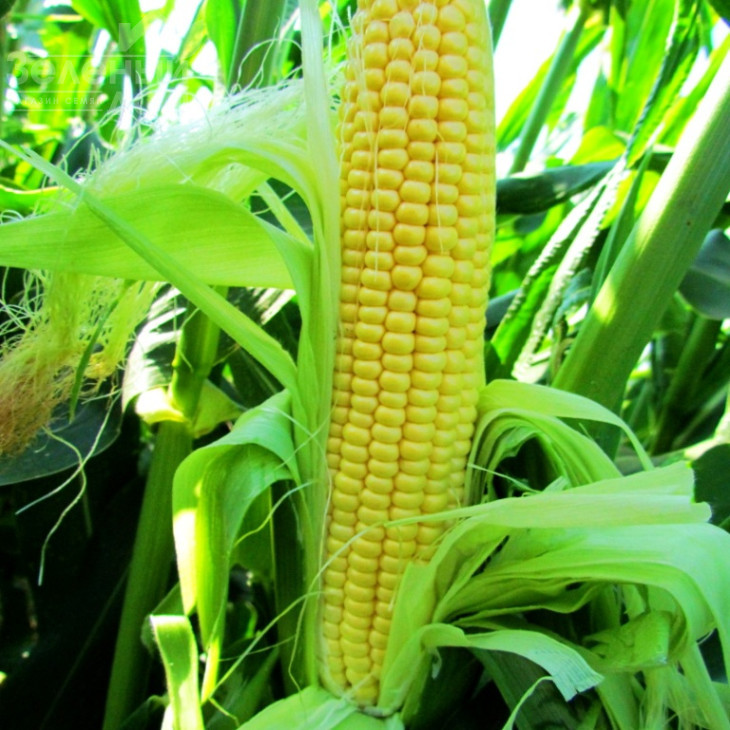 ЛС 779 F1 / LS 779 F1 фото 1