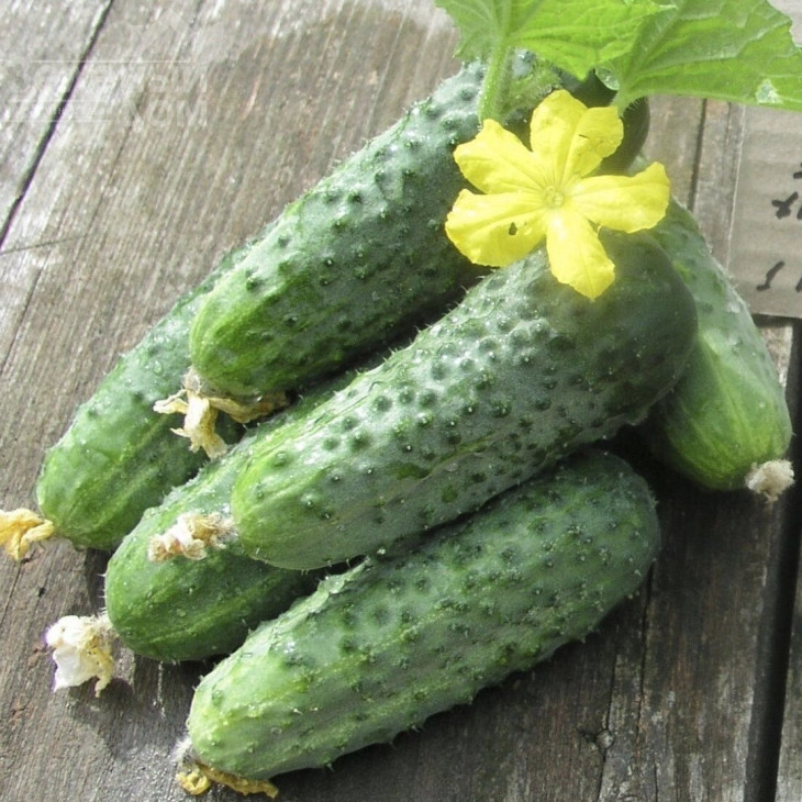 Аристократ F1 / Aristocrat F1,35-37 днів фото 1