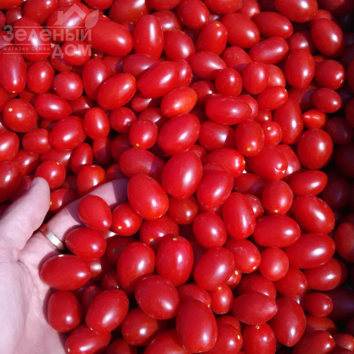 Дольчесіо F1 / Dolchicio F1,95-105 днів фото 2