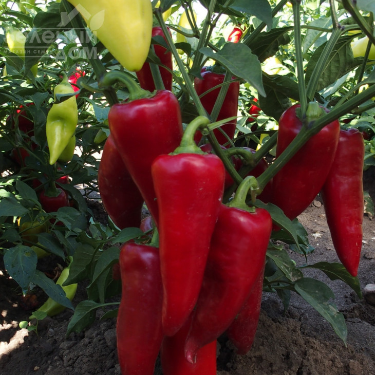 Сакура / Sakura фото 1