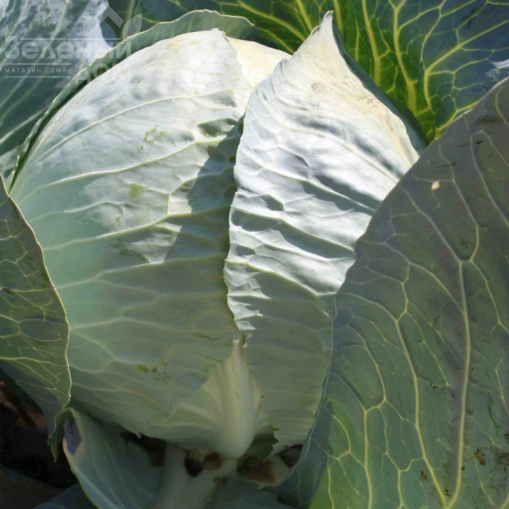 Структа F1 / Strykta F1,90-92 дня фото 1